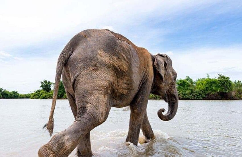  Un elefante “salvaje” mata a un turista de acampada en Tailandia