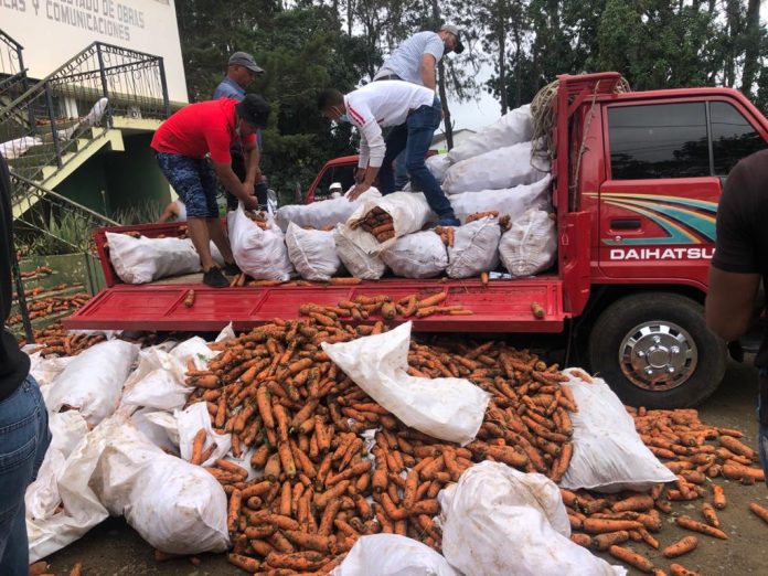  Agricultores de Constanza depositan producción de zanahorias en oficina regional de Agricultura