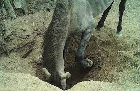  Los burros y los caballos salvajes excavan pozos en el desierto que proporcionan agua a otras especies