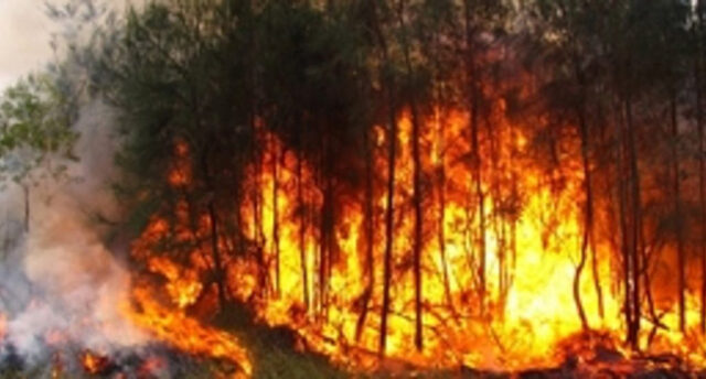  A la Sierra Bahoruco le queman el 20% de su suelo y nadie paga el daño
