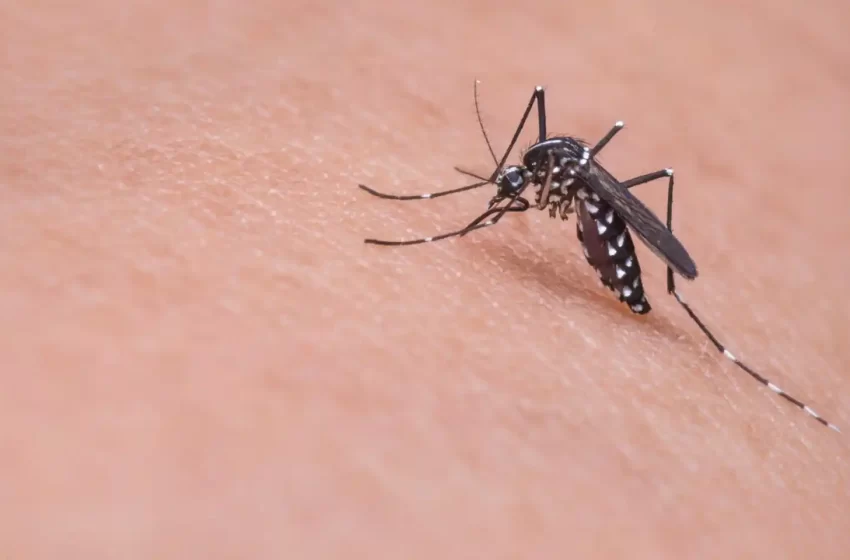  El alimento que aleja a los mosquitos y te permite dormir con la ventana abierta