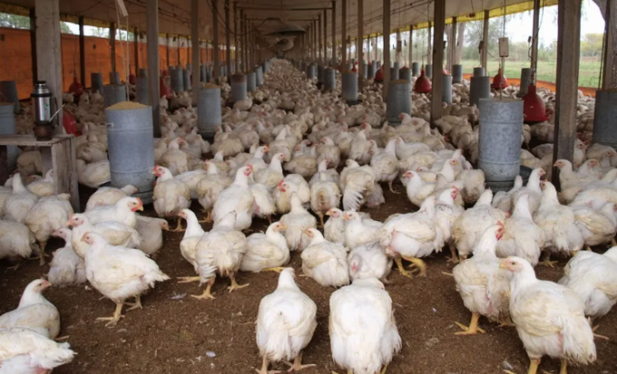  También escasea el pollo en Santiago