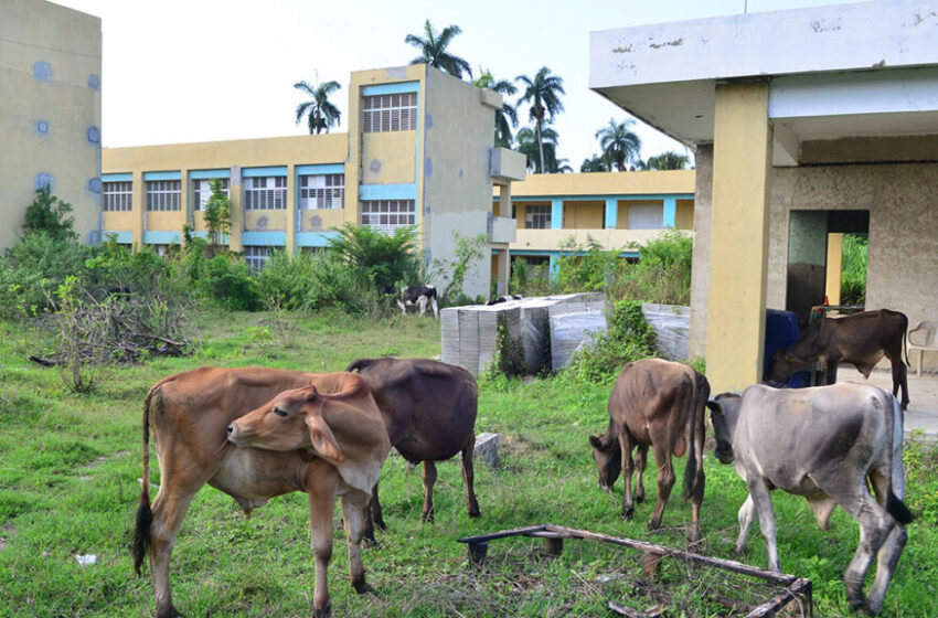  Usan escuela para crianza de vacas