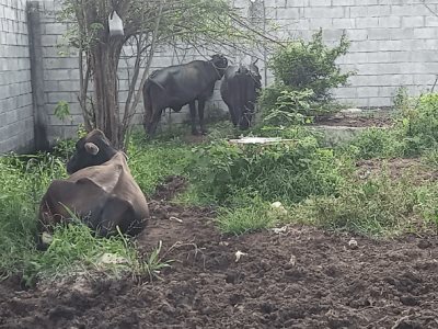 ¡Una escuela para vacas!