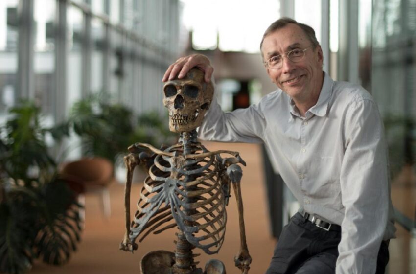  ¿Por qué los humanos no se extinguieron como los neandertales?