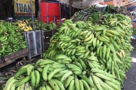 LIMBERT,  ENTONCES IVAN NO FUNCIONA. Venta de plátanos está por debajo de los seis pesos en fincas, según ministro de Agricultura