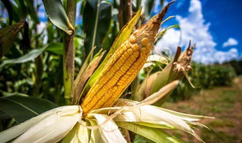  PUEDE EL PAÍS PRODUCIR GRAN CANTIDAD DE MAÍZ ?¿Por qué en RD no se produce maíz a gran escala en vez de cultivarlo en Guyana?