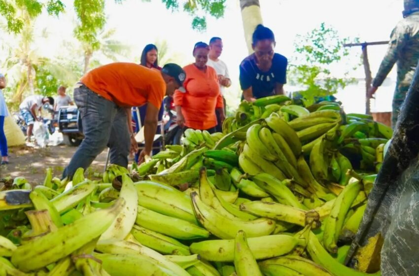  GOBIERNO PARALIZA EXPORTACIONES PLÁTANOS. Ventas plátanos a Puerto Rico sube el precio local