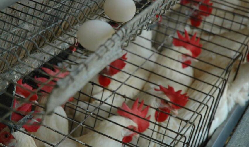  SACARAN DOS MILLONES DE GALLINAS PONEDORAS. Gobierno y productores acuerdan sacar del mercado gallinas que producen huevos destinados a Haití