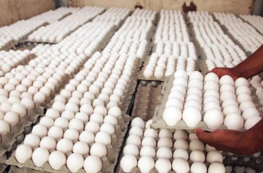  PIDEN QUE SACRIFIQUEN 3 MILLONES DE GALLINAS  Y LA PAGUEN A RD$200 PESOS. Plantean medidas para enfrentar sobreoferta